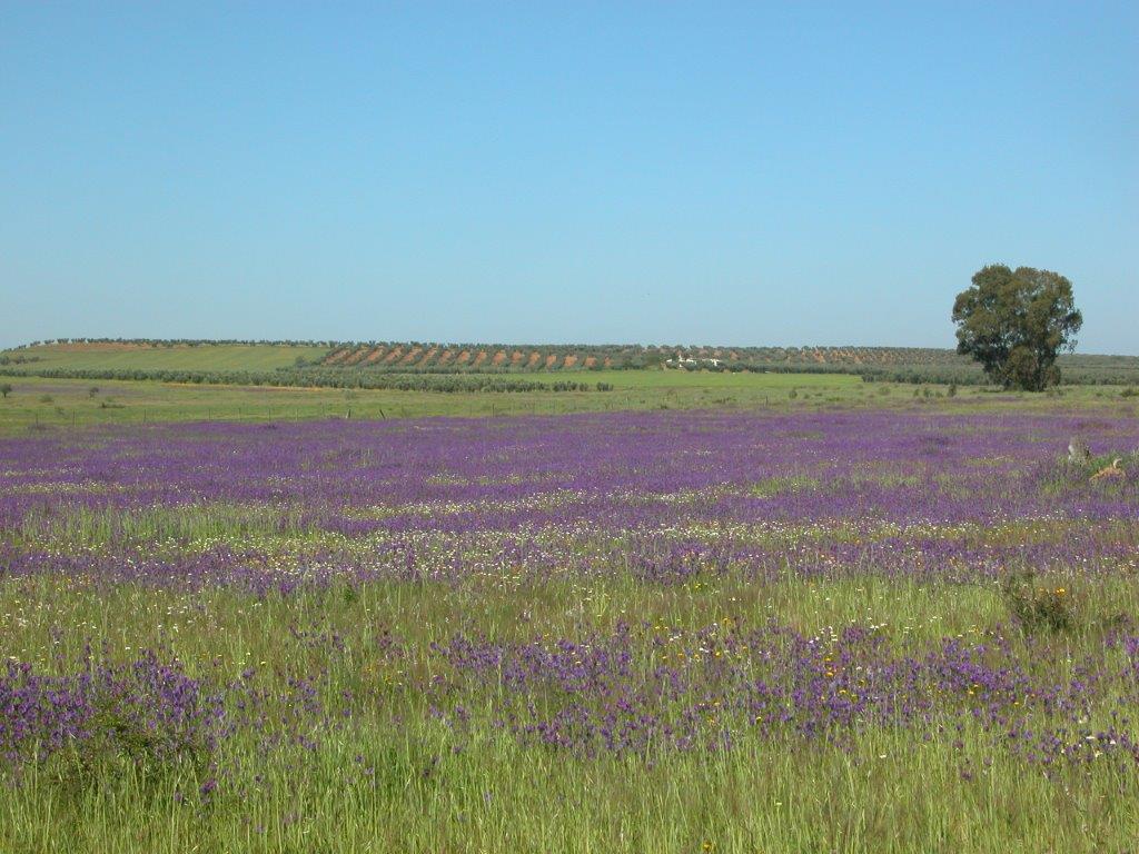  inmobiliarias Montijo
